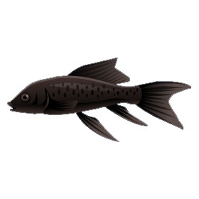 Black Koi